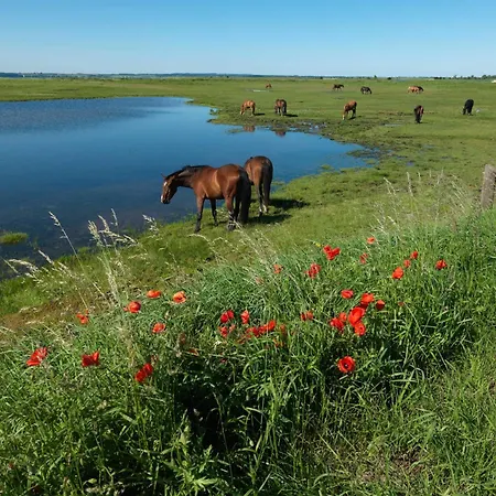 Daenische Ferienhaeuser Am Salzhaff Haus Kaept'n Nemo Casa de Férias Insel Poel